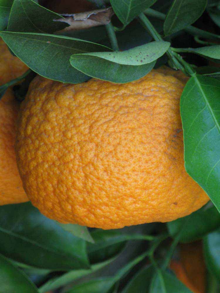              Fruit (Kinokuni, Riverside, CA)       